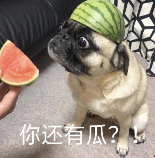 吃瓜表情包高清,吃瓜表情包高清来袭，笑料横生！