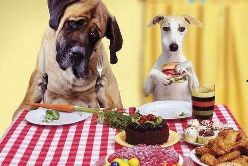 娱乐吃瓜养狗视频在线观看,在线观看乐翻天！