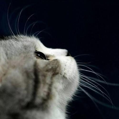 娱乐吃瓜酱桂花猫