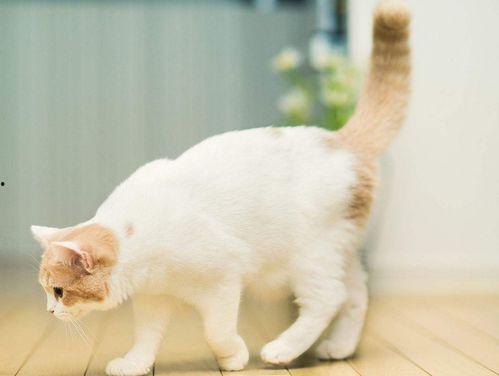 娱乐吃瓜酱桂花猫